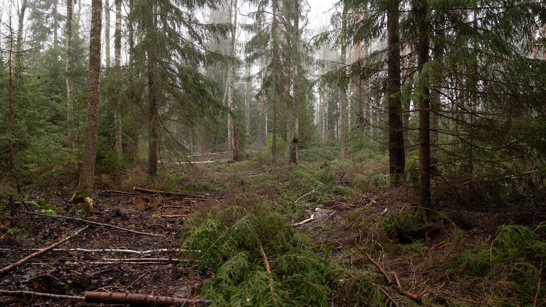 Täytetty metsäoja, jonka päällä on kaadettuja pienempiä puita.