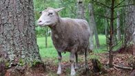 Lammas katsoo työmaataan Ärjänsaaressa Oulujärvellä.