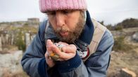 Vaaleanpunaiseen pipoon pukeutunut parrakas mies puhaltaa kädessään olevan linnun vatsahöyheniin.