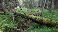 Ett träd i en skog.