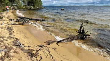 Hiekkaranta, järven rantaviivaa, vedessä ja rannalla kaatuneita puita, vasemmalla kaksi ihmistä kävelee metsän reunassa.