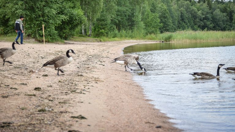 Kanadanhanhet ovat ulostaneet rantaan