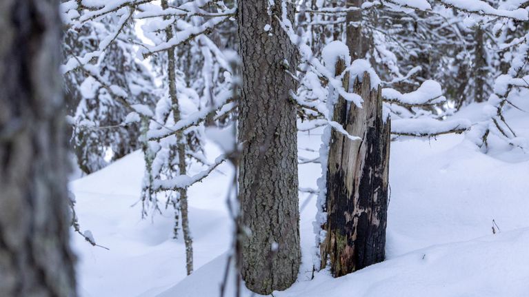 Lahoava palokoro eli palanut puun tyvi lumisessa metsässä.