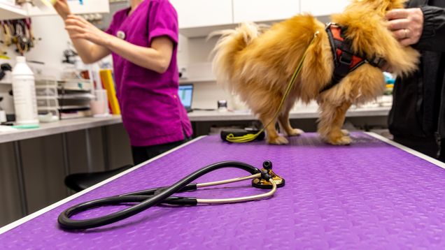 Ett stetoskop ligger på ett undersökningsbord, en hund och två personer syns i bakgrunden på en veterinärklinik.