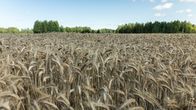 Viljapeltoa ja taustalla metsää.