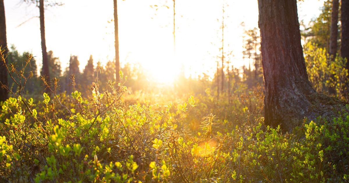 yle.fi