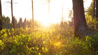 Kuvassa on yötön yö ja keskiyön aurinko Inarissa. Kuva otettu inarilaisessa metsässä 4.-5.6.2024 vastaisena yönä puolenyön aikaan.