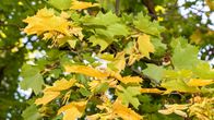 Autumnal leaves