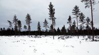 Avverkad skog i Hangö.