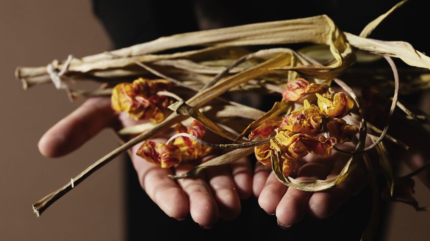 Avoimilla kämmenellä kuihtuneet tulppaanit.