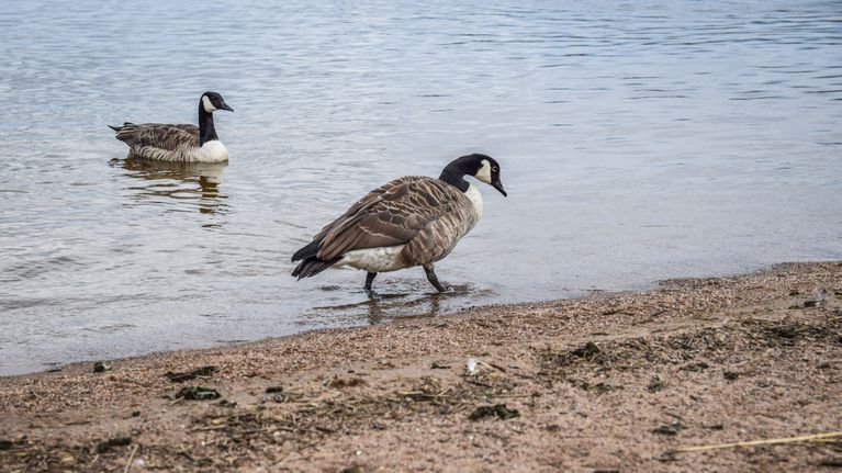 Kanadanhanhet ovat ulsotaneet Sammonalhden uimarannalle Lappeenrannassa