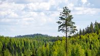 Bred vy över en finsk blandskog. En hög tall reser sig över de andra träden.