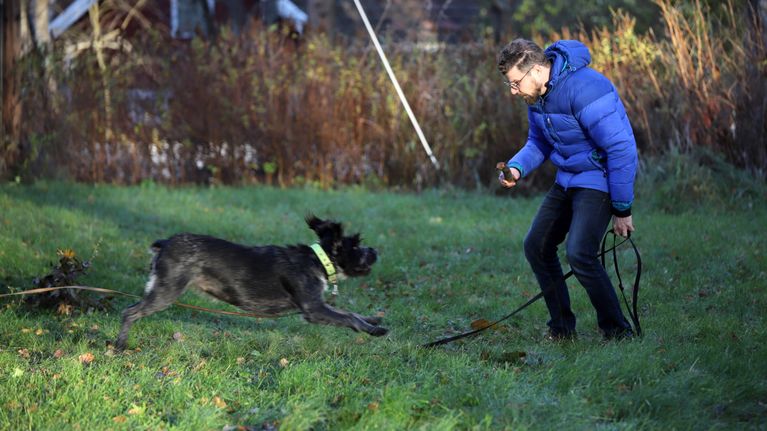 Anssi Rautio ja saksanseisoja-Likka leikkivät kepillä ulkona.