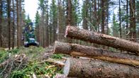 Neljä kaadettua kuitupuuta pinossa. Taustalla metsäkone tekemässä hakkuuta kuusimetsässä.