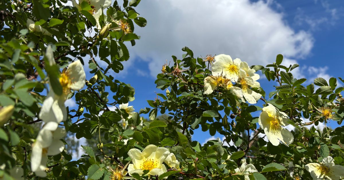 Busy on the roads as Finland shifts into sunny Midsummer mood