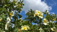 Pale yellow wild roses against a blue sky.