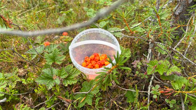 Pieni läpinäkyvä hillaämpäri, jonka pohja on juuri ja juuri täyttynyt hilloista, taustalla hillanlehtiä ja muutama raakile.