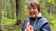 Sienineuvoja Annukka Linninen esittelee kädessään laukkanahikasta. Toisessa kädessä hänellä on sienikori. Taustalla sateinen metsä.