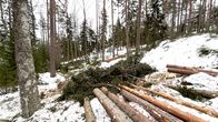 Det ligger nedsågade träd och grenar i en skogsmark täckt av snö.