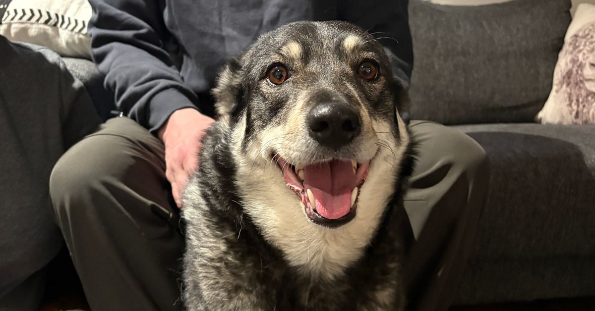 Hero dog Martta saves neighbour from chilly fate