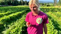 Elorinteen tilan yrittäjä Satu Kemppainen tutkii oman maan mansikkaa.