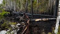 Metsäpalon jälkiä: kaatunut, palanut puu ja mustunut maaperä metsäalueella.