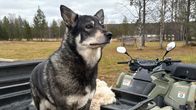 Lapinporokoira Martta seisoo pihalla mönkiän kyydissä.