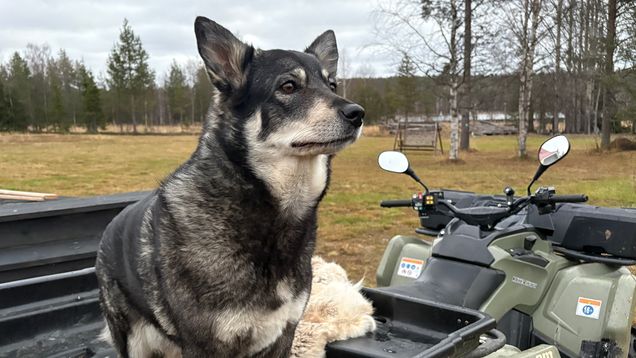 Lapinporokoira Martta seisoo pihalla mönkiän kyydissä.