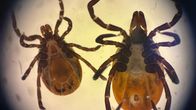 Magnified close-up of two brown ticks.