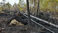 Metsäpalon jälkiä: kaatunut, palanut puu ja mustunut maaperä metsäalueella.