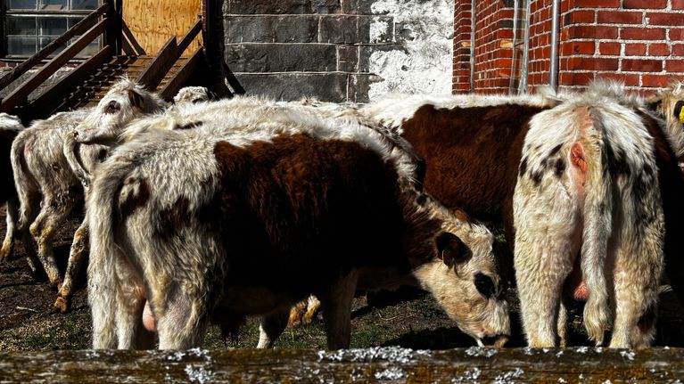 Nuoret sonnit laiduntavat navetan pihalla kevätauringon paistaessa.