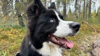 Jakutian laika Loki.