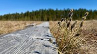 Pitkospuuta Siikanevan soidensuojelualueella Ruovedellä. 