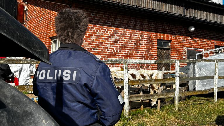 Poliisi turvaa maatilalla valvovan eläinlääkärin työskentelyä.