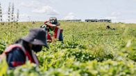 Thaimaalaisia mansikanpoimijoita mansikkapellolla Hollolassa.