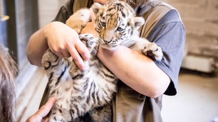 De första bilderna på Högholmens tigertrillingar | Huvudstadsregionen ...