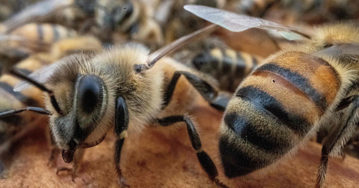 Yhdysvaltain mehiläistutkimus vähenemässä – maan vanhin laboratorio suljettiin
