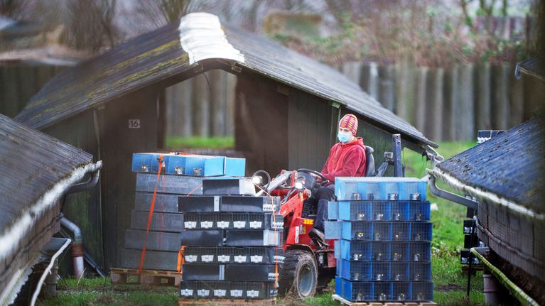 Henkilö siirtää ulkona traktorin kauhalla minkkien kuljetuslaatikoita.