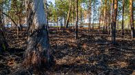 The charred trunk of a tree in the middle of a burnt landscape.