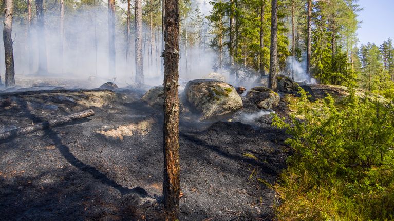 Kulotetun ja palamattoman metsän raja.