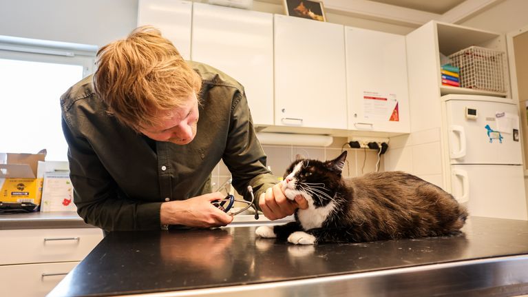 En person undersöker tänderna på en svartvit katt som ligger på ett undersökningsbord i ett veterinärsrum.
