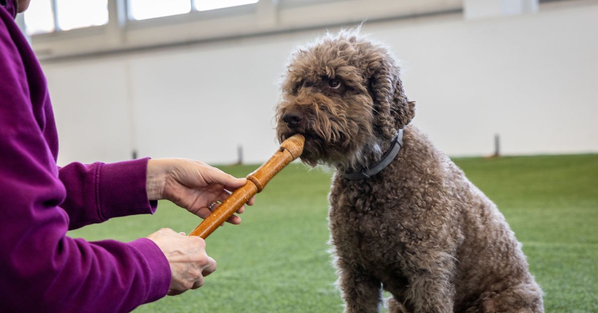 Link Preview Image