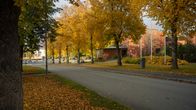 Keltalehtisten puiden reunustama katu.