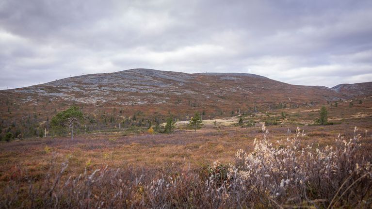 Oranssinpunaista maaruskaa tunturimaisemassa.
