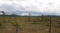 Ruskehtava suomaisema, jossa kasvaa pieniä mäntyjä, taivaanrannassa metsä tummana rajana, taivaalla harmaita sadepilviä.