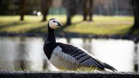 Kuvassa on valkoposkihanhi Lahden Pikku-Vesijärven puistossa.