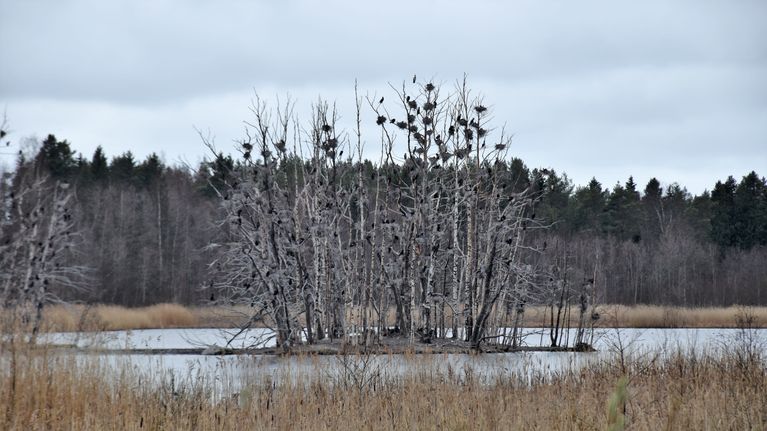Merimetsot pakenevat sisämaahan merikotkia ja luvallista häirintää ...