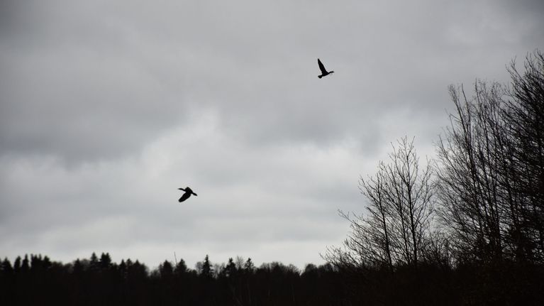 Merimetsot pakenevat sisämaahan merikotkia ja luvallista häirintää ...