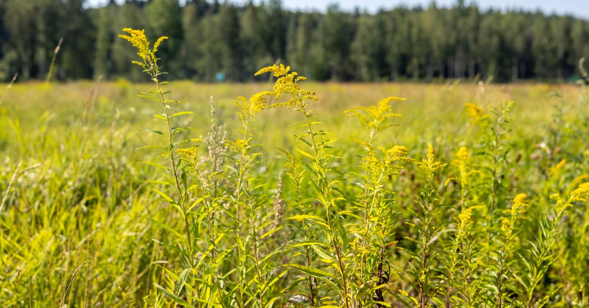 Kanadensiskt gullris sprider sig på kommunens mark i Sibbo | Östnyland ...