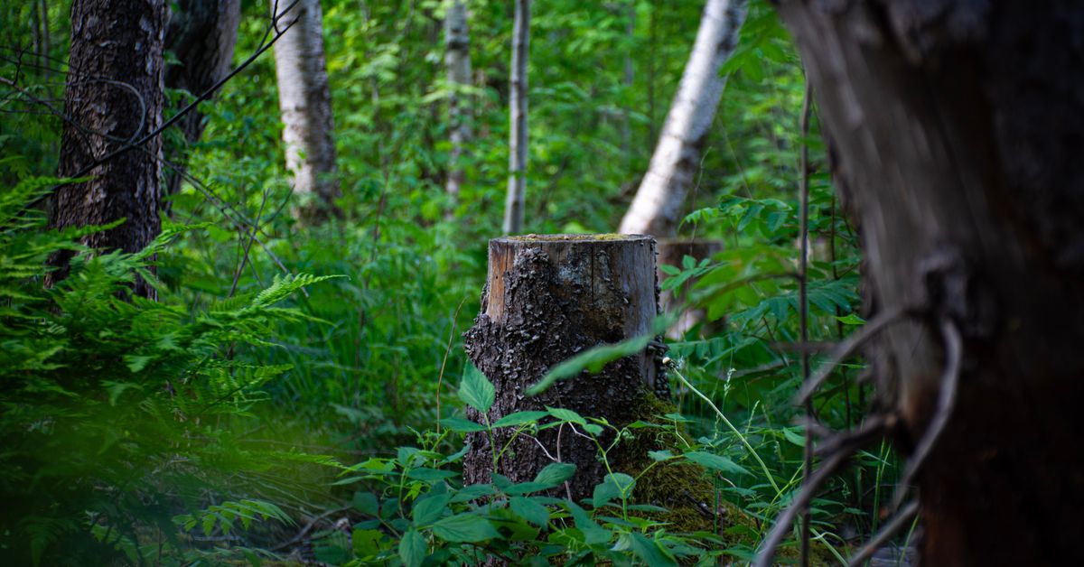 Poliisi epäilee: Asukas kaatoi puita järvimaiseman edestä ja saattoi tuhota liito-oravien reitin Lahdessa